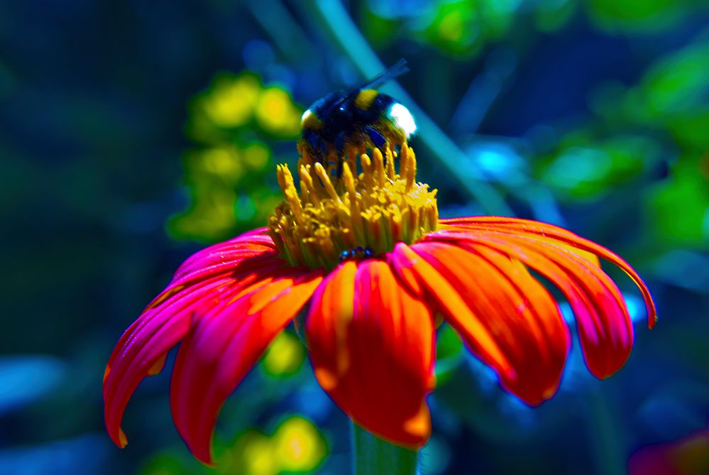 Bee-ing de Eduardo Manso 