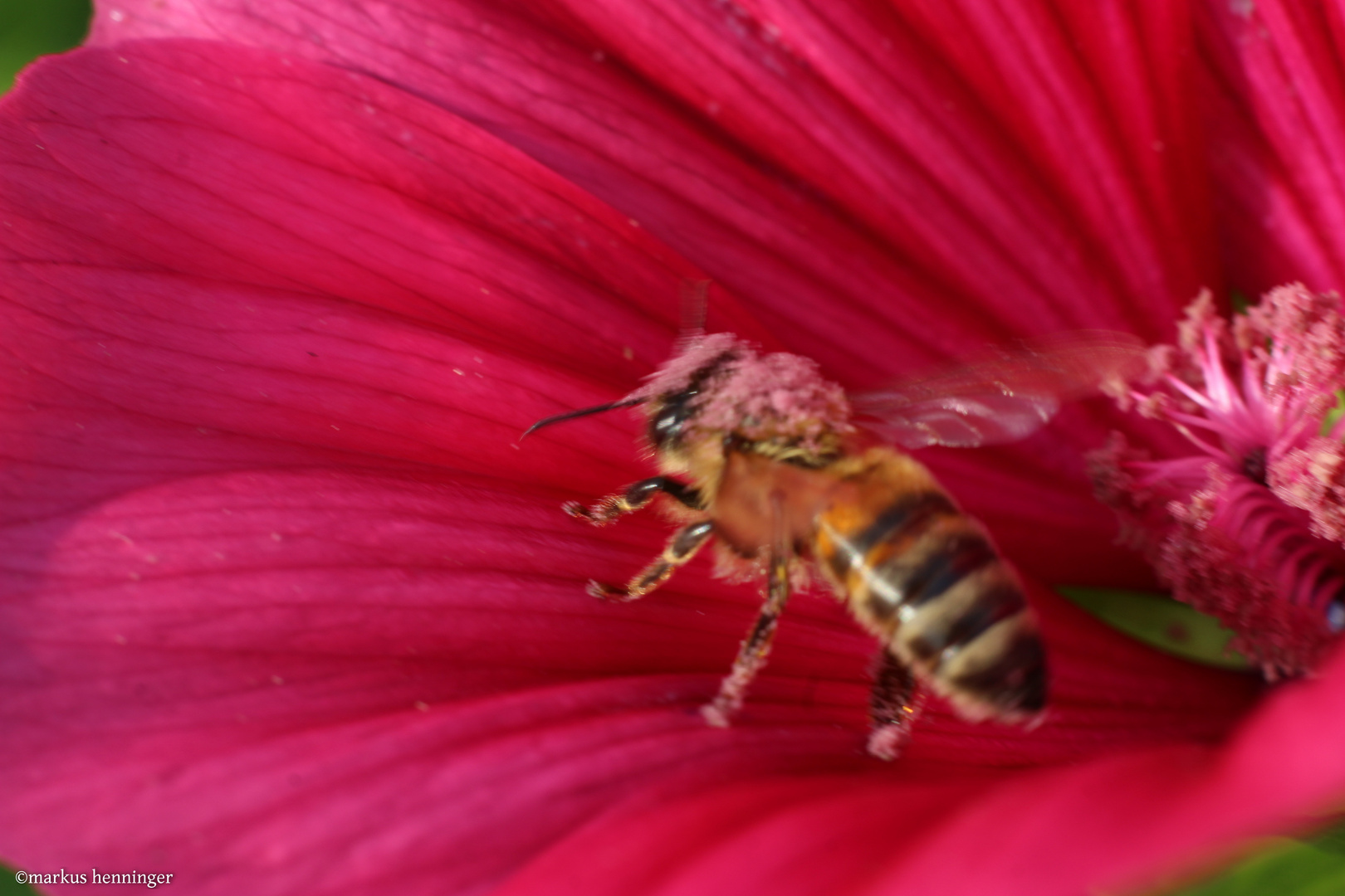 Bee is a Punkrocker.