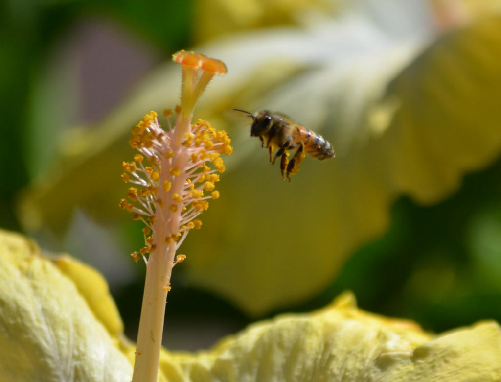 bee landing on a hibiscus