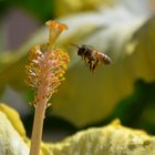 bee landing on a hibiscus