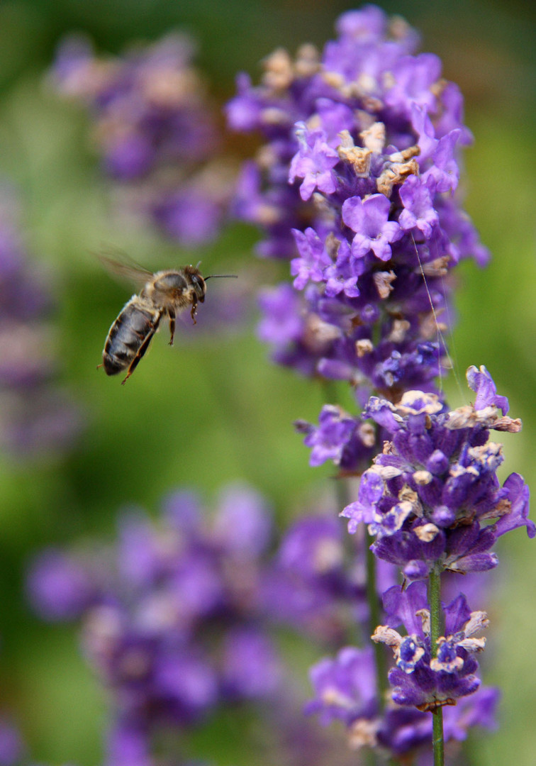 bee look up nectar