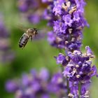 bee look up nectar