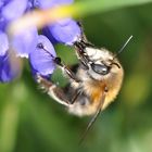Bee lunch