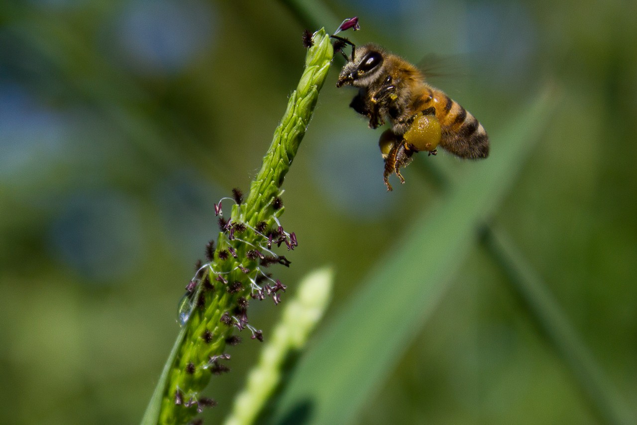 Bee-Macro