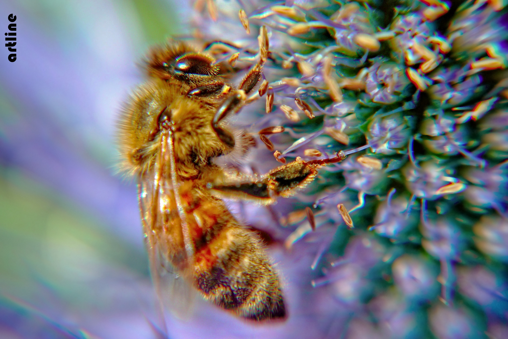 bee macro