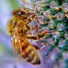 bee macro