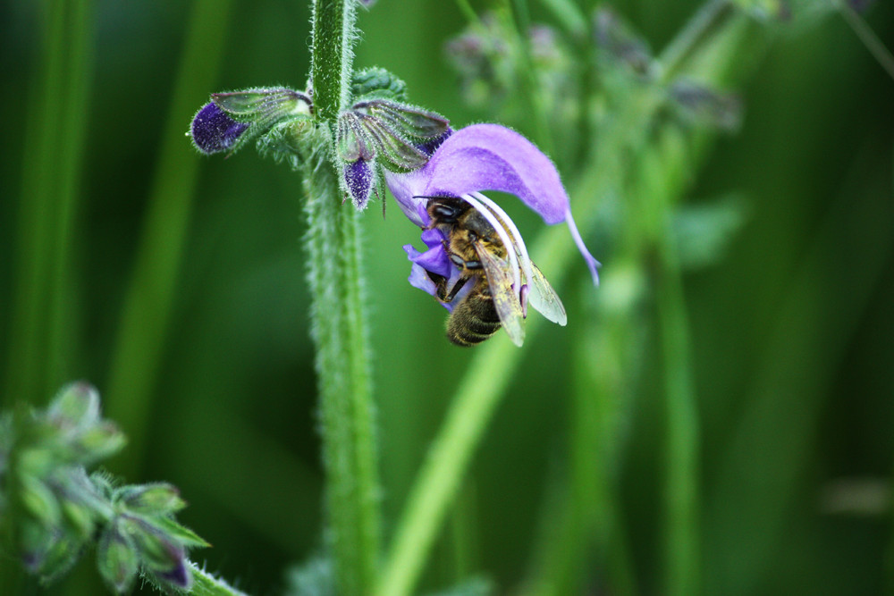 bee meets flower