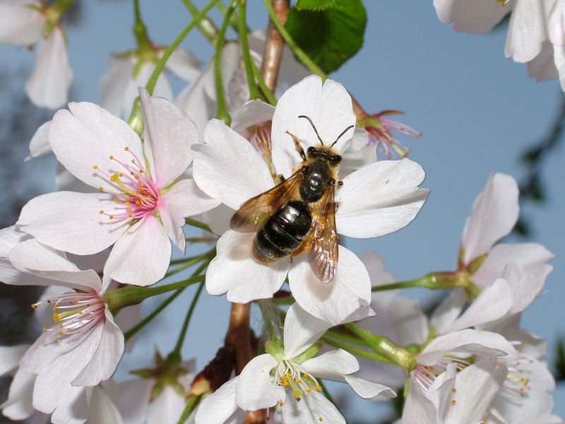 bee on a cherry bloussum