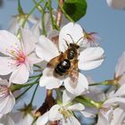 bee on a cherry bloussum