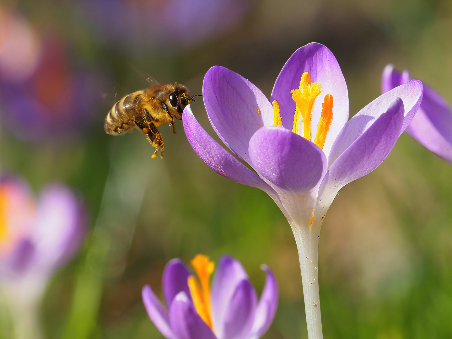 Bee on a crocus flower