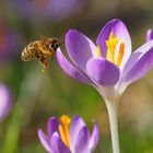 Bee on a crocus flower