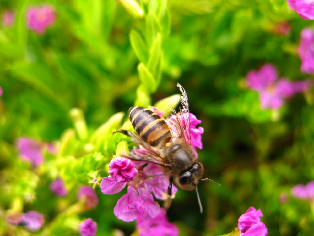 Bee on a flower