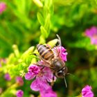 Bee on a flower