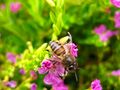 Bee on a flower by Junot Lasher 