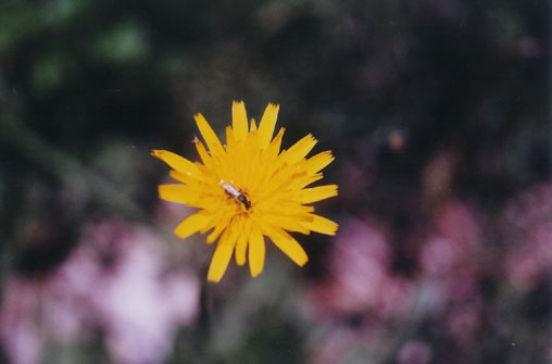 bee on a flower