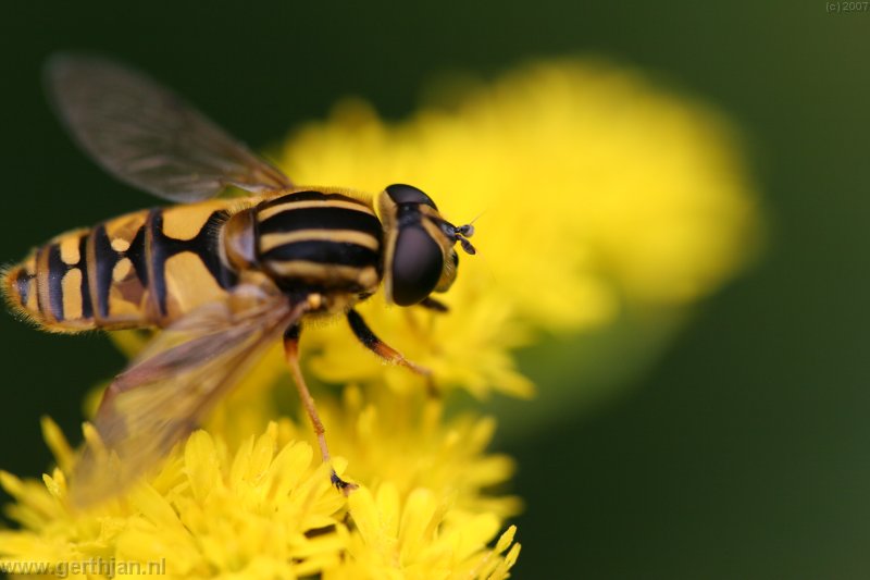 Bee on a flower