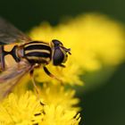 Bee on a flower