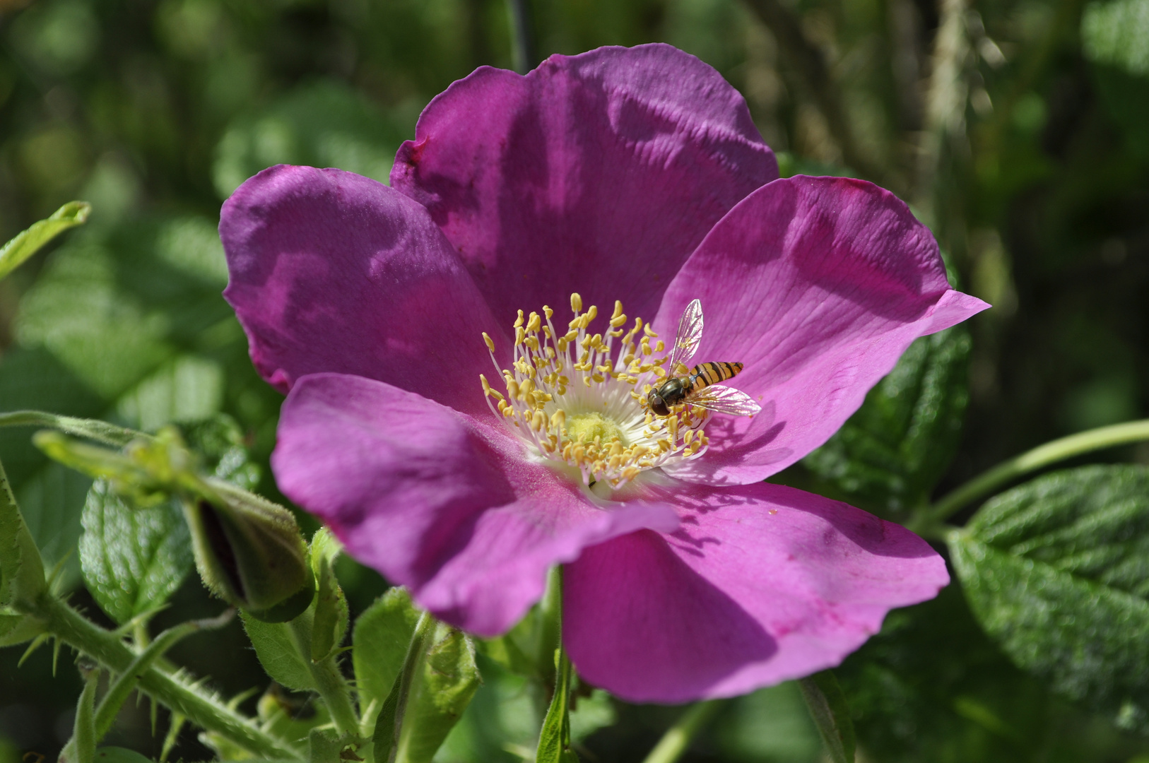 Bee on a Flower