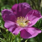 Bee on a Flower