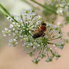 Bee on a flower