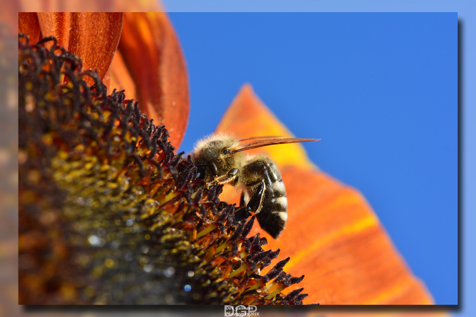 Bee on a sunflower