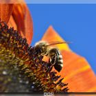 Bee on a sunflower