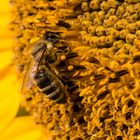 Bee on a Sunflower