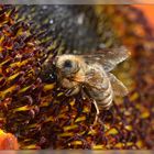 Bee on a sunflower II
