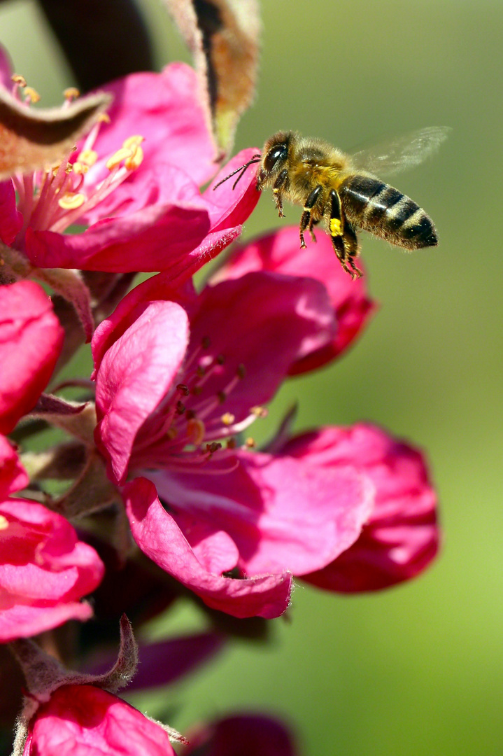 Bee on appleblossom