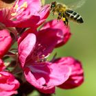 Bee on appleblossom
