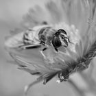 Bee on Aster