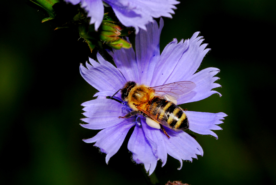 Bee on Blue