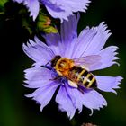 Bee on Blue