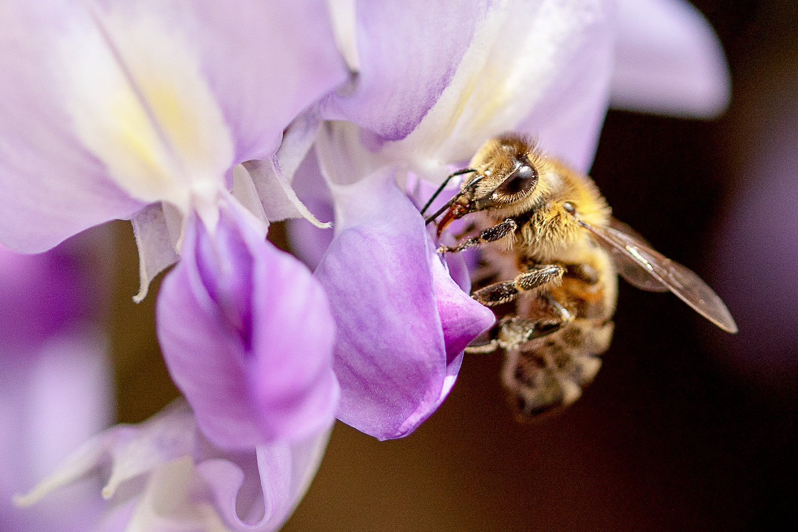 bee on bluerain