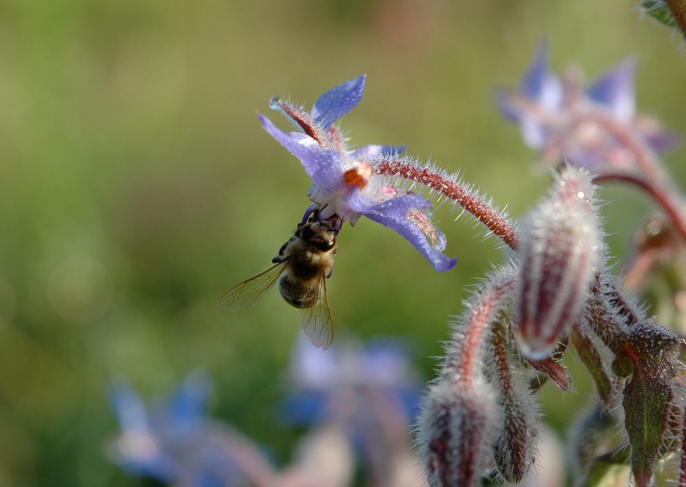 Bee on borage