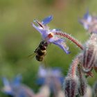 Bee on borage