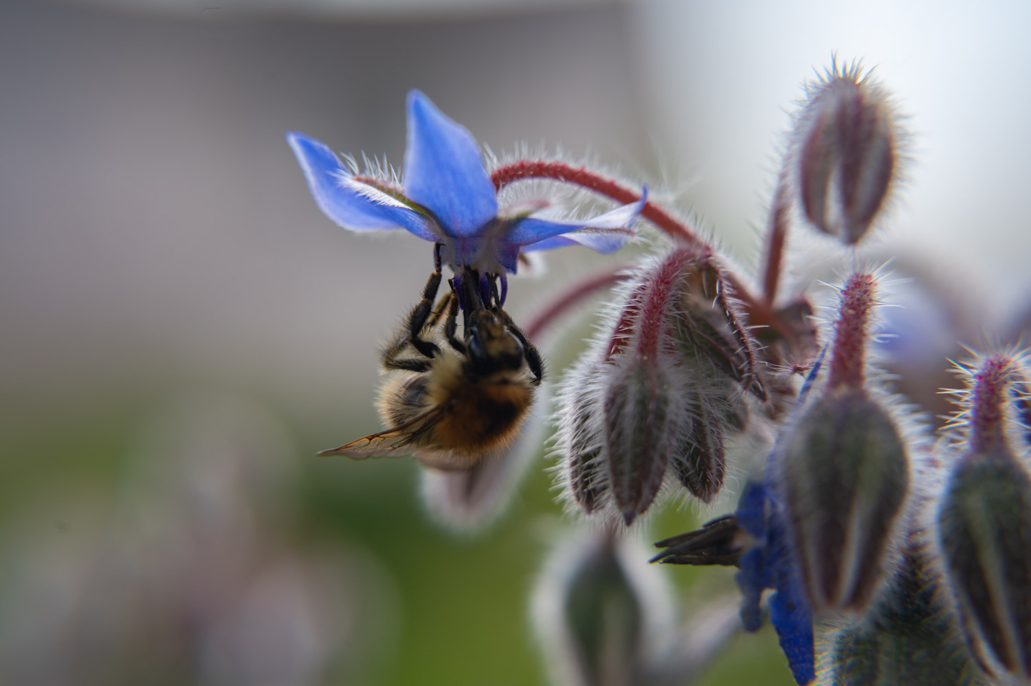 Bee on flower