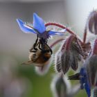 Bee on flower