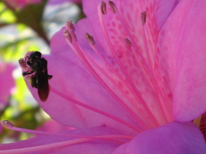 Bee on Flower