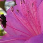 Bee on Flower