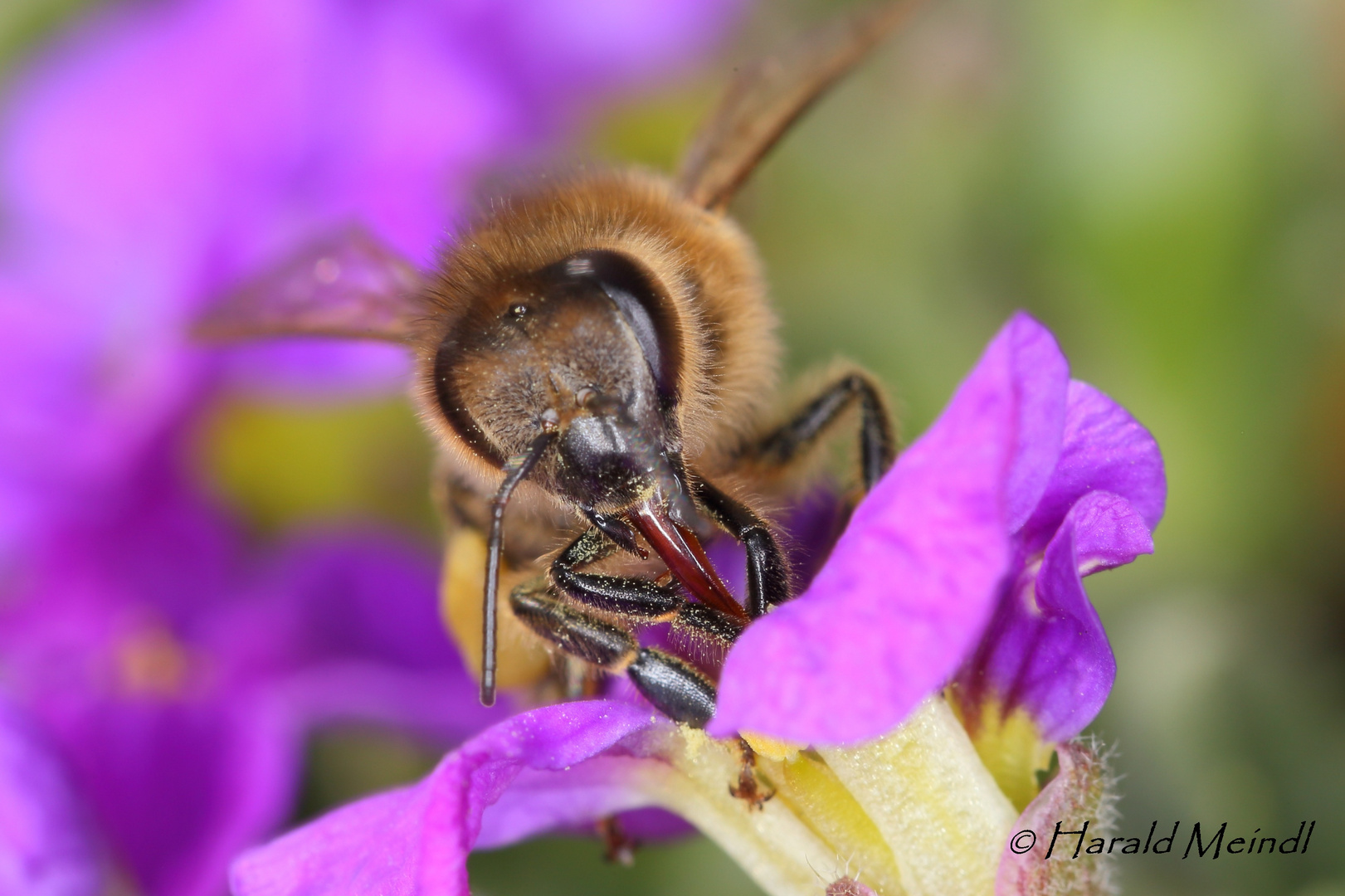 Bee on flower