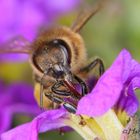 Bee on flower