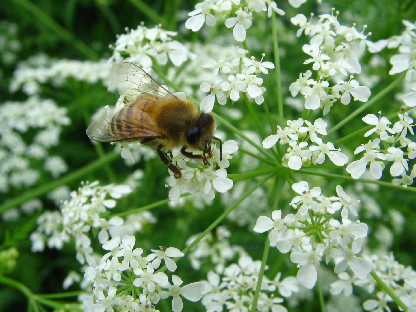 Bee on flower