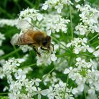 Bee on flower