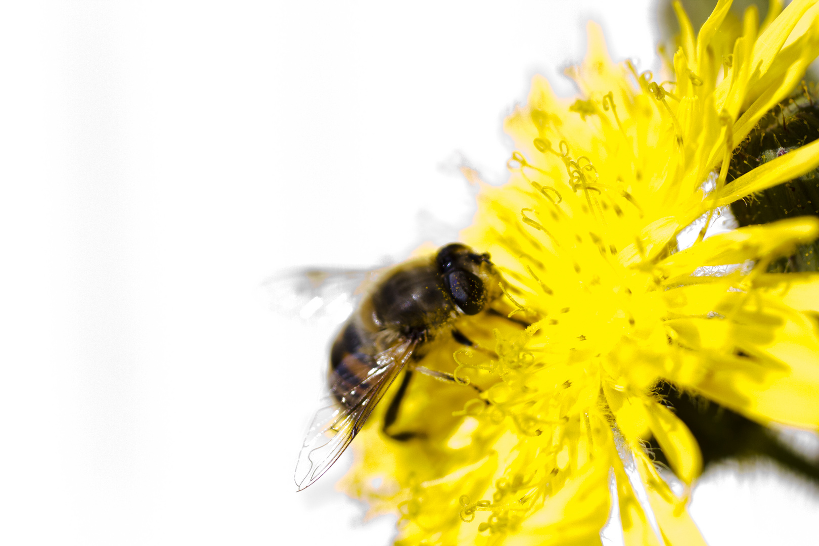 Bee on flower