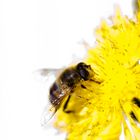 Bee on flower