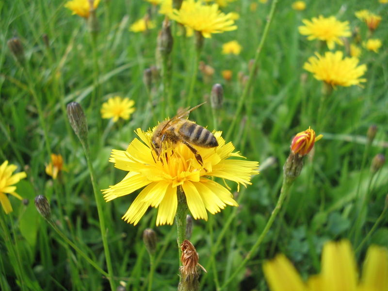 Bee on flower