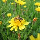 Bee on flower