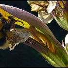 Bee on flower