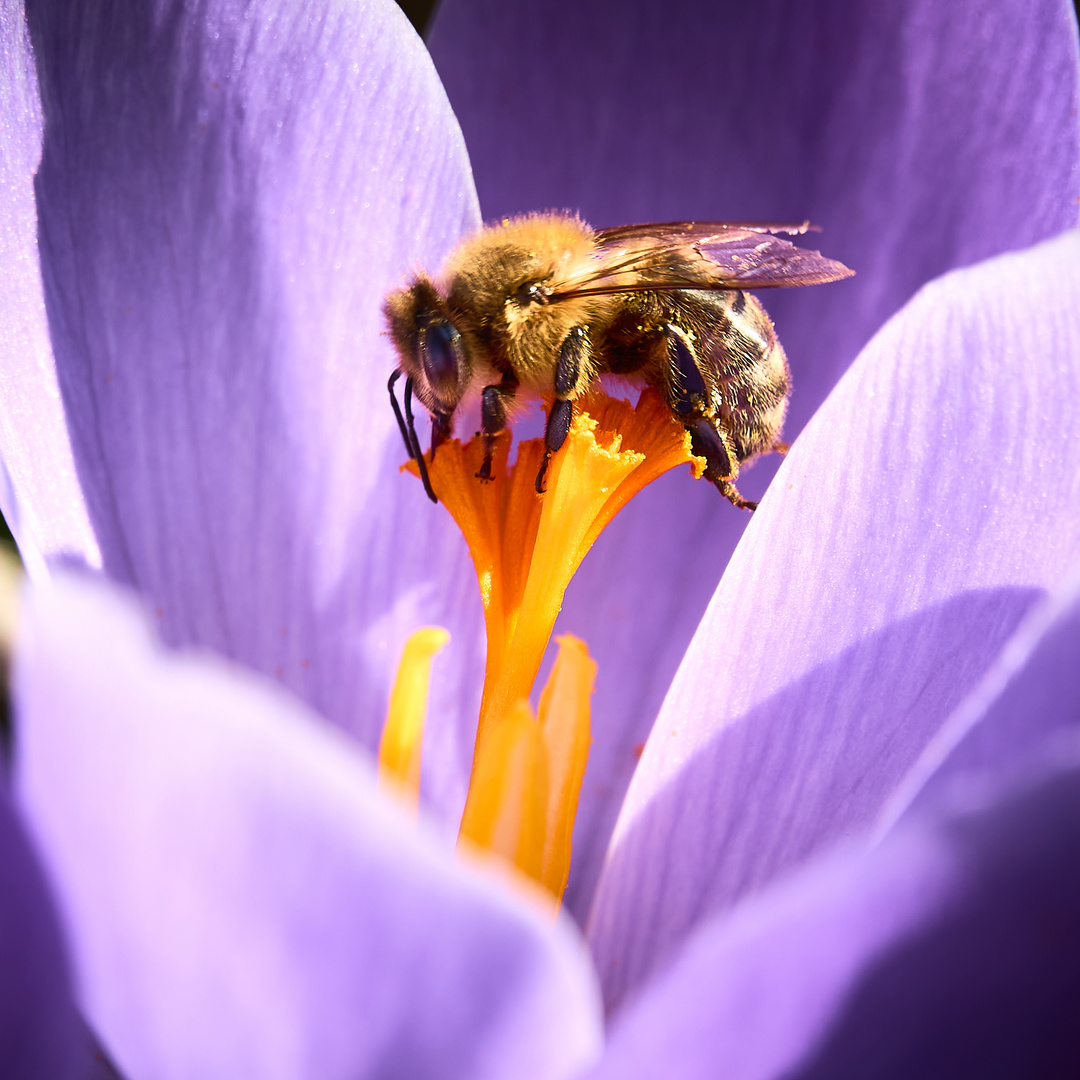 Bee on flower